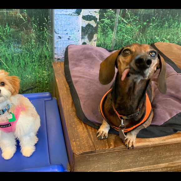 Meet your Posher, Allison - Picture 6 of 8